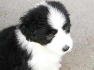 Sam 8 weeks old